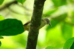 Phyllastrephus albigularis