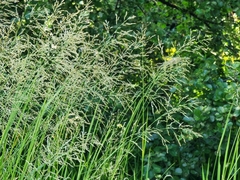 Glyceria maxima