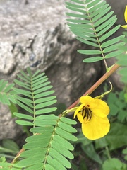 Chamaecrista fasciculata