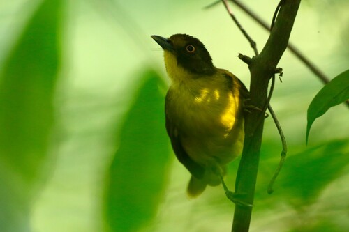 Yellow-eyed Bristlebill