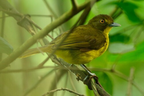 Yellow-eyed Bristlebill