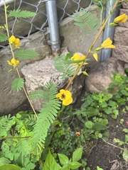 Chamaecrista fasciculata