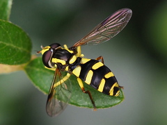 Xanthogramma stackelbergi