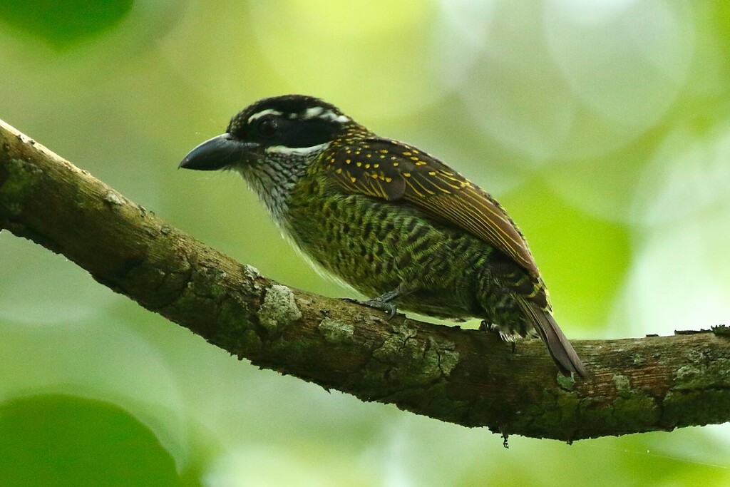 Hairy-breasted Barbet photo