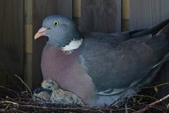 Columba palumbus