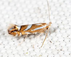 Phyllonorycter propinquinella