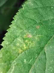 Sambucus nigra