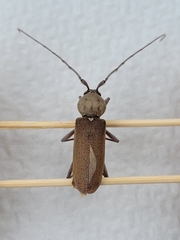 Hesperophanes sericeus