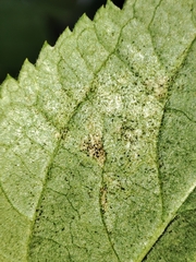 Sambucus nigra