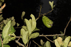 Citrus medica sarcodactylis