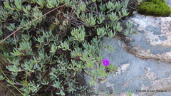 Lampranthus algoensis