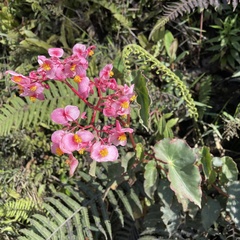 Begonia bracteosa