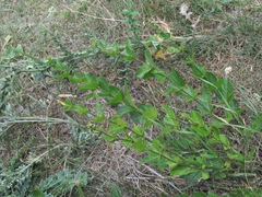 Vincetoxicum funebre