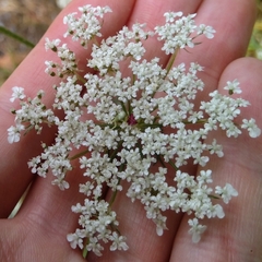 Daucus carota