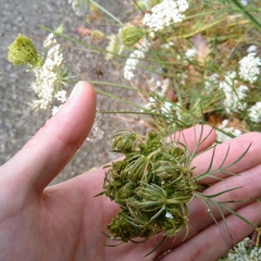 Daucus carota