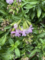 Saponaria officinalis