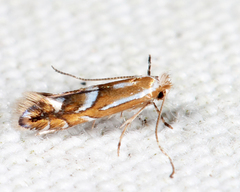 Phyllonorycter propinquinella