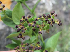 Vincetoxicum funebre