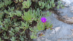 Lampranthus algoensis