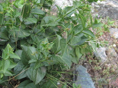 Vincetoxicum funebre