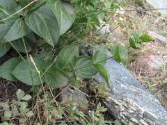 Vincetoxicum funebre