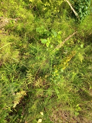 Calamagrostis epigejos
