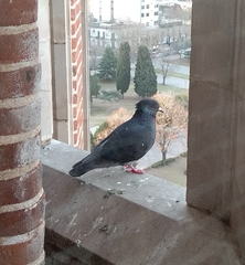 Columba livia