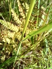 Calamagrostis epigejos