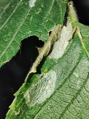 Pterygota