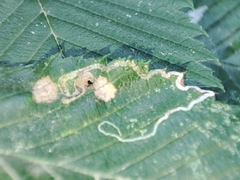 Pterygota