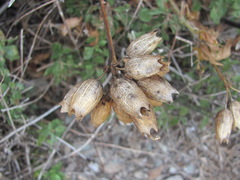 Physochlaina orientalis