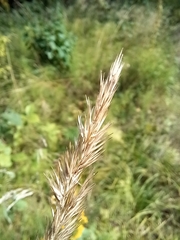 Calamagrostis epigejos