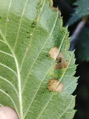 Pterygota