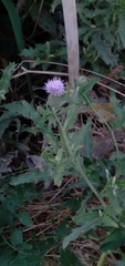 Cirsium arvense