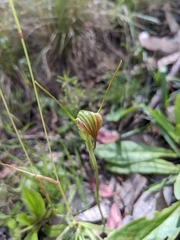 Pterostylis decurva