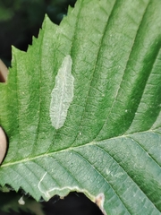 Pterygota