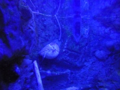 Nautilus pompilius