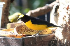 Euphonia chlorotica