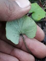 Dichondra macrocalyx