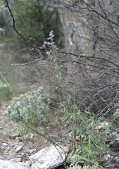 Nepeta cyanea