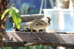 Passer domesticus