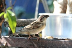 Passer domesticus