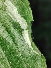 Pterygota