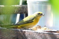 Euphonia chlorotica
