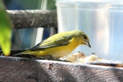 Euphonia chlorotica