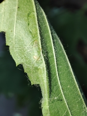 Pterygota