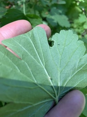 Ribes watsonianum