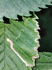 Pterygota
