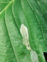 Pterygota