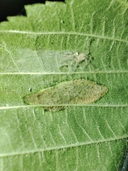 Pterygota